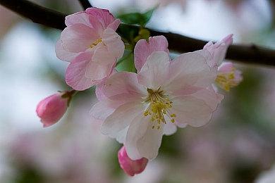 《催眠临时工》官方中文版STEAM商店页面现已上线！